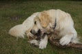 Dog chewing on a wooden stick Royalty Free Stock Photo