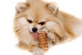 The dog chews on a bone. The Pomeranian eats a dog bone.