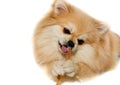 The dog chews on a bone. The Pomeranian eats a dog bone. Pomeranian Royalty Free Stock Photo