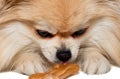 The dog chews on a bone. The Pomeranian eats a dog bone. Pomeranian puppy Royalty Free Stock Photo