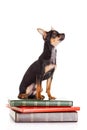 Dog chihuahua on the books isolated on white background