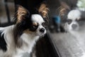 Dog chihuahua breed looking at something Royalty Free Stock Photo