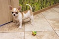 Dog, Chihuahua breed, short-haired. Boy/male.