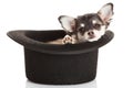 Dog chihuahua in classic hat isolated on white background