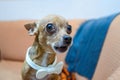 Dog Chihuahua in holiday attire Royalty Free Stock Photo