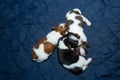 Dog Chihuahua newborn puppy. Royalty Free Stock Photo
