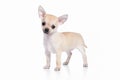 Dog. Chihuahua puppy on white background Royalty Free Stock Photo