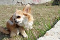 Dog Chihuahua is scratching on the green grass in the first days of spring. Dog with a parasite strap - fleas, ticks and others. C