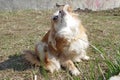 Dog Chihuahua is scratching on the green grass in the first days of spring. Dog with a parasite strap - fleas, ticks and others. C