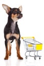Dog chihuahua with shopping trolly isolated on white background Royalty Free Stock Photo