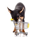 Dog chihuahua with shopping trolly isolated on white background Royalty Free Stock Photo