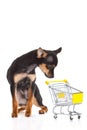 Dog chihuahua with shopping trolly isolated on white background Royalty Free Stock Photo