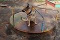 Dog and children`s carousel