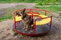 Dog and children`s carousel