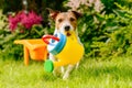 Dog with children toy watering can irrigating backyard garden