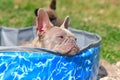 Dog chilling in pool. A lilac colored French Bulldog with silver shiny fur relaxing while resting head on edge of dog swimming poo