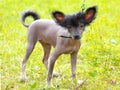 Dog Chinese Crested Dog breed