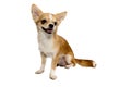 The dog chivava On white background Royalty Free Stock Photo
