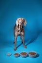 Dog choosing bowl with dry food on blue background