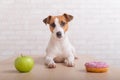 Dog before choosing food. Jack Russell Terrier looks at a donut and an apple Royalty Free Stock Photo