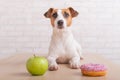 Dog before choosing food. Jack Russell Terrier looks at a donut and an apple Royalty Free Stock Photo