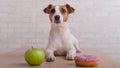 Dog before choosing food. Jack Russell Terrier looks at a donut and an apple Royalty Free Stock Photo