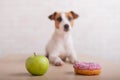 Dog before choosing food. Jack Russell Terrier looks at a donut and an apple Royalty Free Stock Photo