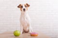 Dog before choosing food. Jack Russell Terrier looks at a donut and an apple Royalty Free Stock Photo