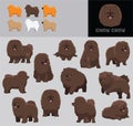 Dog Chow Chow Cartoon Vector Illustration Color Variation Set Chocolate Coat