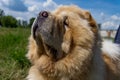 A dog chow-chow close-up of a proud snub nose. Yellow