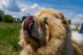 A dog chow-chow close-up of a proud snub nose.