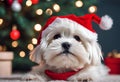 Christmas Secene. A maltese puppy dog wearing a Santa Claus hat