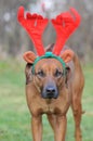 Dog with Christmas antlers