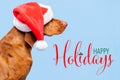 Dog Christmas Background. Vizsla wearing red Santa hat studio portrait on pastel blue background. Side view.