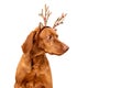 Dog Christmas Background. Vizsla wearing xmas reindeer antlers studio portrait on white background. Royalty Free Stock Photo