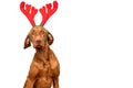 Dog Christmas Background. Vizsla wearing xmas reindeer antlers studio portrait on white background. Royalty Free Stock Photo