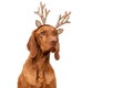 Dog Christmas Background. Vizsla wearing xmas reindeer antlers studio portrait on white background. Royalty Free Stock Photo