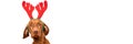 Dog Christmas Banner. Vizsla wearing xmas reindeer antlers studio portrait on white background. Royalty Free Stock Photo