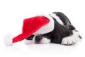 Christmas Santa Dog Royalty Free Stock Photo