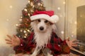DOG CHRISTMAS. FUNNY JACK RUSSELL PUPPY WEARING A RED SANTA CLAUS COSTUME WITH BEARD AND HAT AGAINST CHRISTMAS TREE LIGHTS Royalty Free Stock Photo