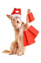 Dog with Christmas hat and shopping bags isolated Royalty Free Stock Photo