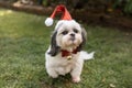 A dog in a christmas hat Royalty Free Stock Photo