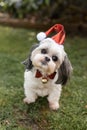 a dog in a christmas hat Royalty Free Stock Photo