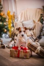 Dog christmas, new year, Jack Russell Terrier