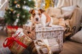 Dog christmas, new year, Jack Russell Terrier