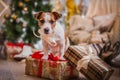 Dog christmas, new year, Jack Russell Terrier