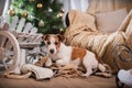 Dog christmas, new year, Jack Russell Terrier