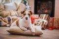 Dog christmas, new year, Jack Russell Terrier