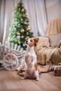 Dog christmas, new year, Jack Russell Terrier