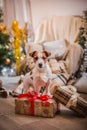 Dog christmas, new year, Jack Russell Terrier
